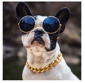 Luxury Gold-Plated Pet Dog Necklace: The Perfect Fashion Accessory For Your Furry Friend